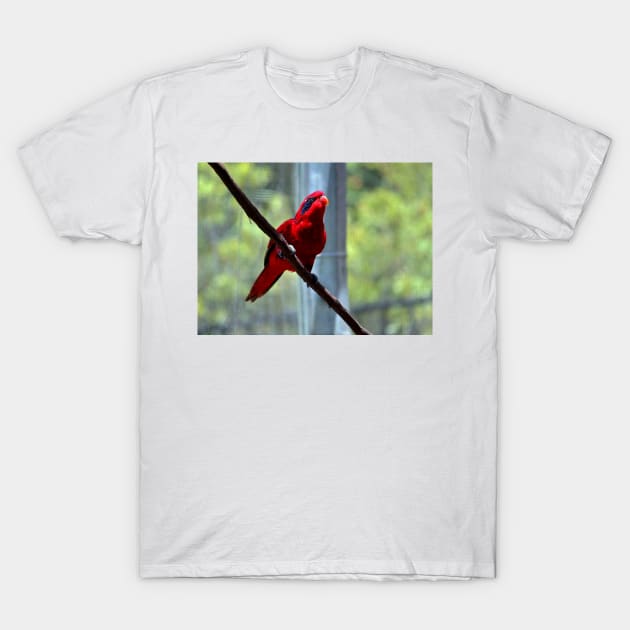 Blue-Streaked Lory T-Shirt by Cynthia48